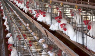 أسعار الدواجن في الأسواق اليوم الجمعة